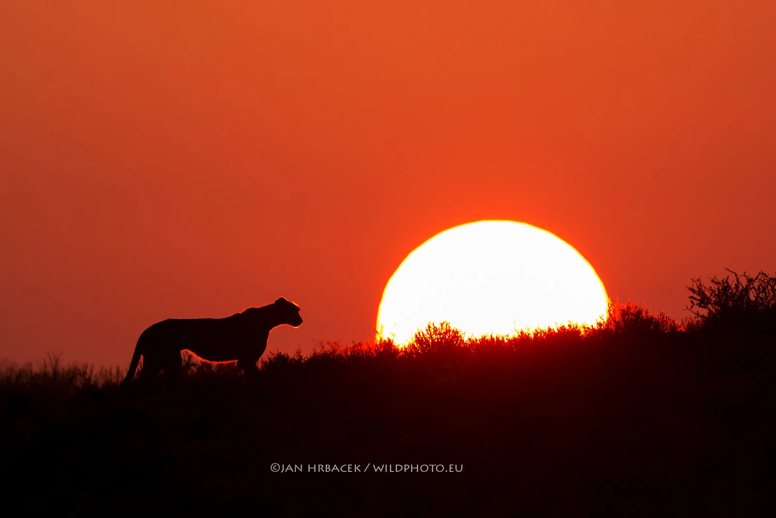 Kgalagadi Transfrontier Park, Botswana